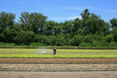 Farming moving machine to spray water into lettuce farmの写真素材