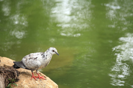 White pigeon standing on a rock near green pond の写真素材