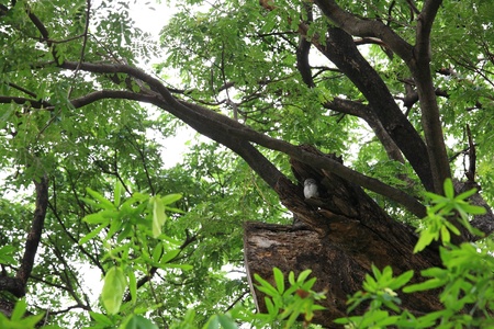 White owl staying inside big treeの写真素材