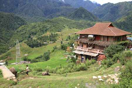 A child herding buffaloes on terraced rice fields near traditional hill tribe house at Cat Cat village in Sapa, Vietnamのeditorial素材