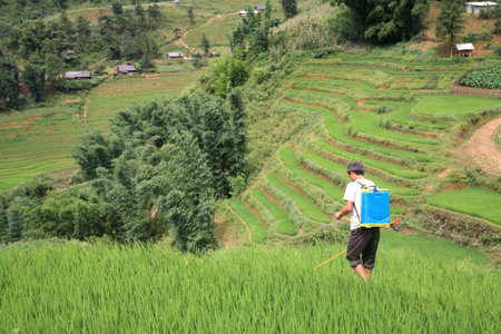 Farmer spraying pesticide on the terraced rice fields on the hill in Sapa, vietnamのeditorial素材