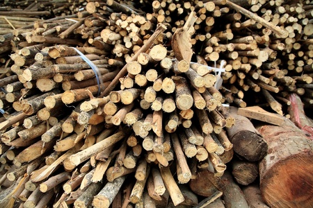 Closeup Pile Of Wood Logsの写真素材