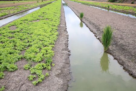 Ditch farm of lettuce and rice の写真素材