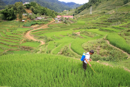 SAPA- JUL 22  Unidentified farmer sprays pesticide on the terraced rice fields at Cat Cat village on July 22, 2012 in Sapa, Vietnam  Cat Cat, Hmong minority, village is about 1 km from Sapa city  のeditorial素材