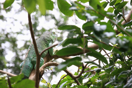 Green iguana lay on the tree