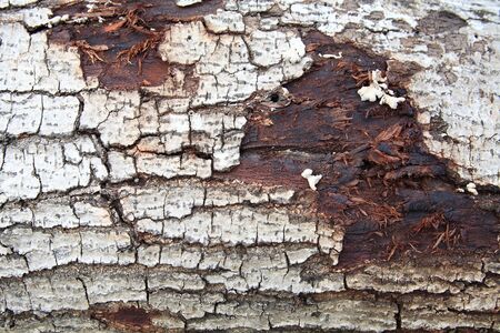 White cracked bark texture の写真素材