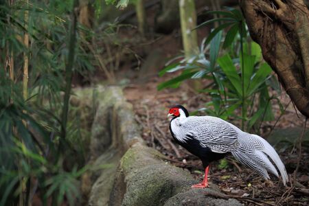 Silver Pheasant isolated on the forestの写真素材