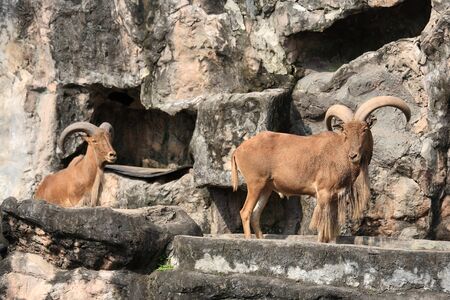 West caucasian tur goat on the fake hill at  Kaokeaw zoo in Chonburiの写真素材