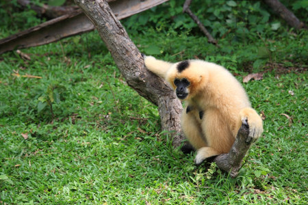 Brown Gibbon sitting on the tree
