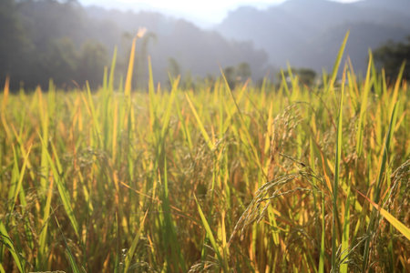 Closeup Paddy rice at sunset  