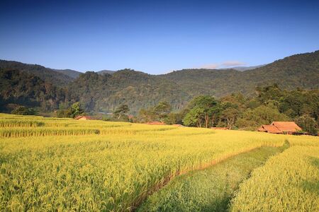 Terraced ripe rice fields with house at Mae Klang Luang in Chiang Mai, Thailandの写真素材