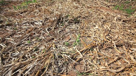 Closeup dry cropの写真素材