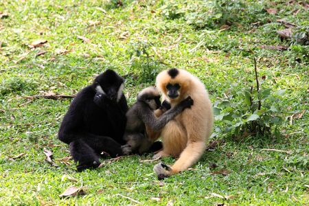  Gibbon family sitting on the grassの写真素材