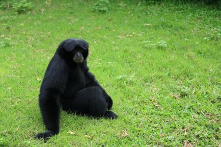 Black Siamang gibbon sitting on the grassの写真素材