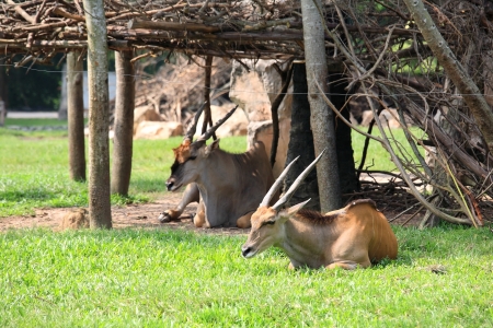 Duiker deers sitting on the grass field の写真素材