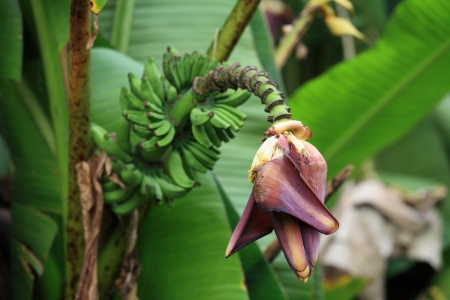 Banana flower with bunchの写真素材