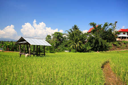 Hut on paddy rice field in Chiang Mai, Thailandの写真素材