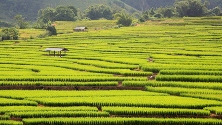 Terraced ripe rice field and hut on Mountain