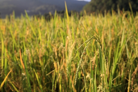 Ripe paddy rice at the field の写真素材