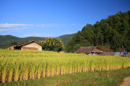 Rice field and farmer wooden house at Mae Klang Luang in Chiang Mai, Thailandの写真素材
