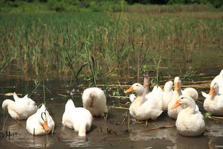 Many white ducks floating on the pond at Tam Coc in Ninh Binh, the northern of Vietnamの写真素材