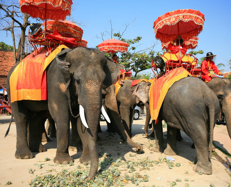 AYUTTHAYA-JAN 13  Unidentified Thai mahouts with Thai warrior dress sit on elephants on January 13, 2012 in Ayutthaya, Thailand  Elephant ride tour on Ayutthaya ancient city is famous for foreigners のeditorial素材