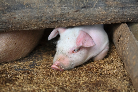 Adorable piglet lying inside wooden shedの写真素材