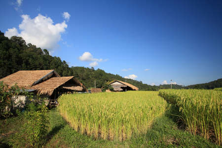 Farmer house near terraced rice field at Mae Klang Luang in Chiang Mai, Thailand の写真素材
