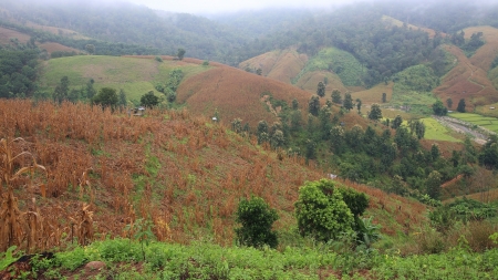 Dry Corn farm at wooden cabin on the hill at Mae Chaem district in Chiang Mai, Thailandの写真素材