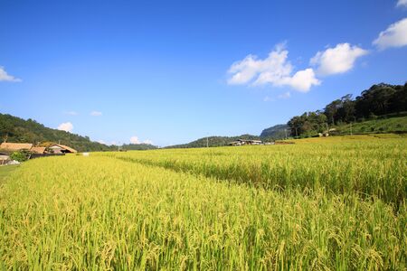 Ripe terrace rice field against blue sky at Mae Klang Luang in Chiang Mai, Thailand の写真素材