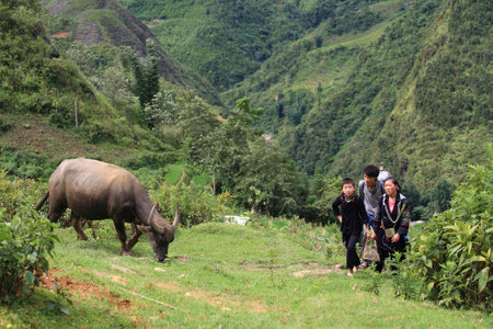 SAPA- JUL 22  Unidentified Hmong children walk up a hill while buffalo eats grass at Cat Cat village on July 22, 2012 in Sapa, Vietnam  Cat Cat, Hmong minority, village is about 1 km from Sapa city  のeditorial素材