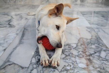 Adorable dog playing a red ball on marble の写真素材