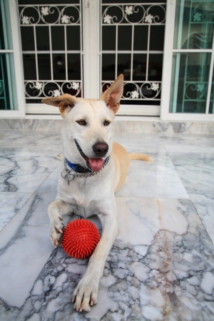 Adorable dog keeping a red ball by its leg on marbleの写真素材