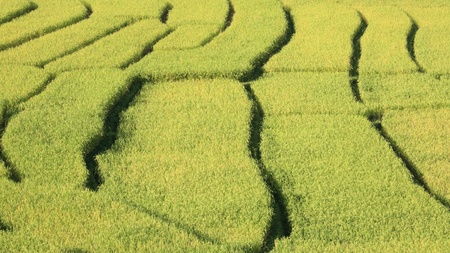 Closeup ripe terraced rice fieldの写真素材