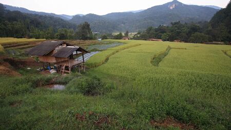Wooden house on terrace rice field in the morning at Mae Klang Luang in Chiang Mai, Thailandの写真素材