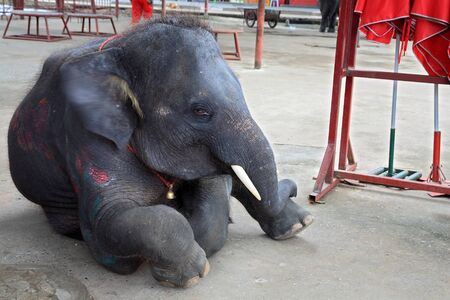 Adorable young elephant sits by showing its legsの写真素材