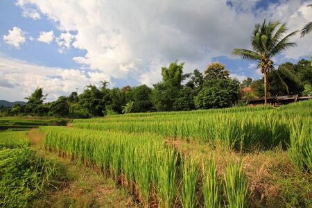 Ripe terrace rice field against blue sky in Chiang Mai, Thailandの写真素材