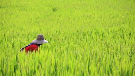 Hard working farmer harvesting ripe paddy rice in the fieldsの写真素材