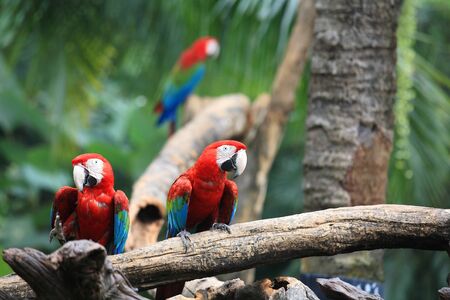 Macaw parrots standing on the treeの写真素材