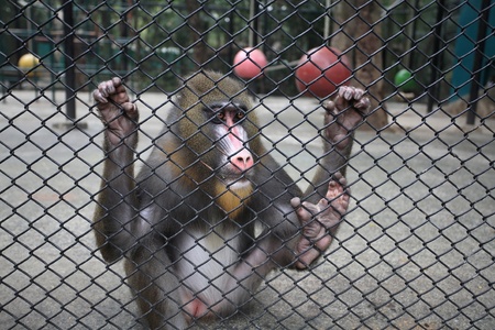 Sad mandrill grabs a cage の写真素材