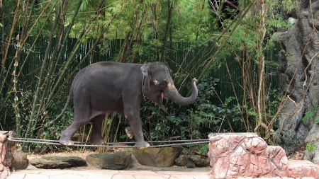 Show of Adorable elephant walking on steel bar の写真素材