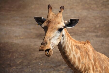 Adorable Giraffe chewingの写真素材