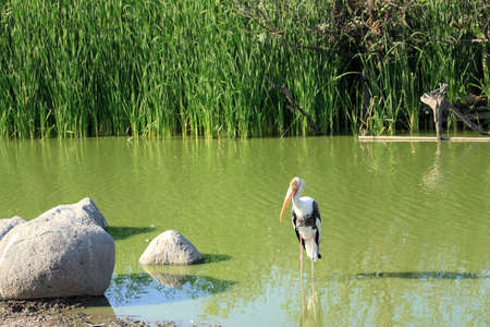 Heron standing on the pondの写真素材