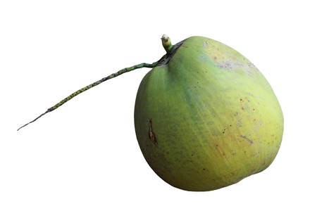 Raw coconut isolated white backgroundの写真素材