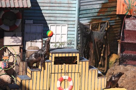sea lion playing ball while climbing stairの写真素材