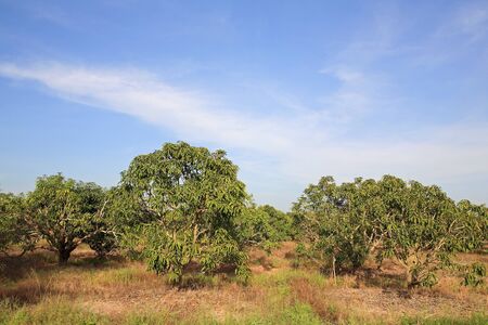 Mango farm against blue sky in Thailandの写真素材