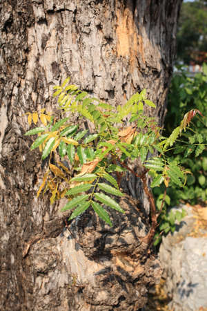 small twig growing on the old treeの写真素材