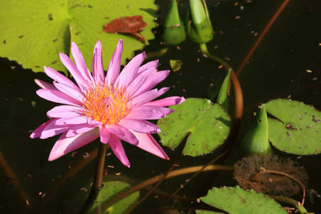 Pink lotus flower blossomの写真素材