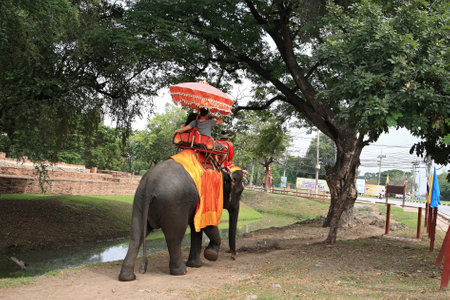 AYUTTHAYA-NOV 24 Unidentified visitors ride elephants to tour the ancient city on November 24, 2012 in Ayutthaya, Thailand  Elephant ride tour on Ayutthaya ancient city is famous for foreigners  のeditorial素材