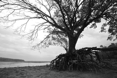 Large tree with root above the dirt near the river